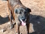 Aunix, jeune chien beldie à adopter en association