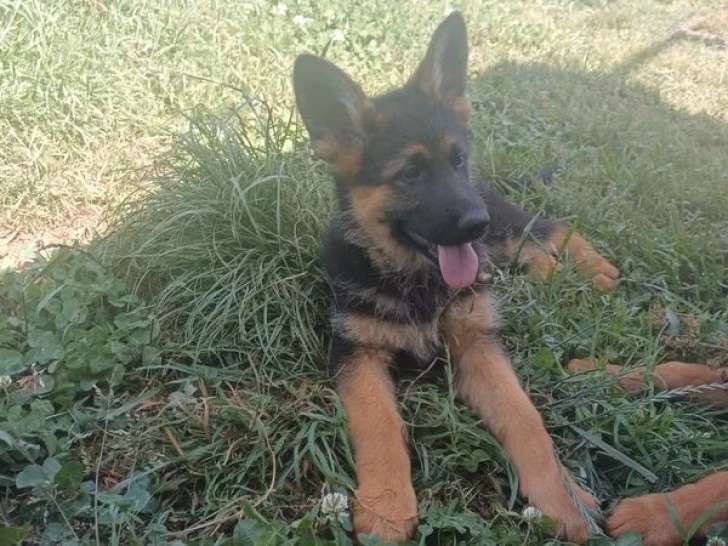 Chiot femelle Berger Allemand noir et feu LOF à vendre né en avril 2026