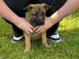 Chiot femelle American Bully croisée Malinois à donner