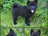 Chiot femelle Eurasier LOF disponible né en mars 2026