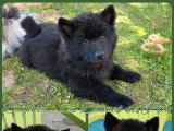 Chiot femelle Eurasier LOF disponible né en mars 2026
