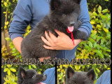 Chiot femelle Eurasier LOF disponible né en mars 2026