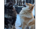 Chiot femelle Eurasier LOF disponible né en mars 2026