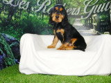 Deux chiots Cocker Anglais mâles noirs et feu non LOF mars 2026 à vendre