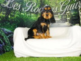 Deux chiots Cocker Anglais mâles noirs et feu non LOF mars 2026 à vendre