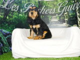 Deux chiots Cocker Anglais mâles noirs et feu non LOF mars 2026 à vendre