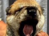 3 chiots Shiba Inu sésame à réserver non LOF nés en mai 2026