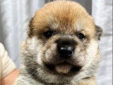 3 chiots Shiba Inu sésame à réserver non LOF nés en mai 2026