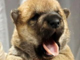 3 chiots Shiba Inu sésame à réserver non LOF nés en mai 2026