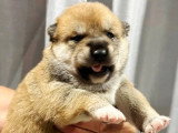 3 chiots Shiba Inu sésame à réserver non LOF nés en mai 2026
