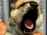 3 chiots Shiba Inu sésame à réserver non LOF nés en mai 2026