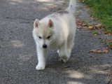 5 chiots Husky de Sibérie non LOF à réserver