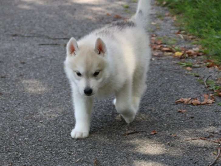 5 chiots Husky de Sibérie non LOF à réserver
