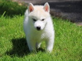 5 chiots Husky de Sibérie non LOF à réserver