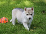 5 chiots Husky de Sibérie non LOF à réserver
