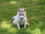 5 chiots Husky de Sibérie non LOF à réserver