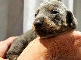 4 chiots Teckel Nain mâles non LOF nés en juin 2026 à réserver