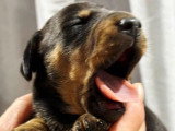 4 chiots Teckel Nain mâles non LOF nés en juin 2026 à réserver