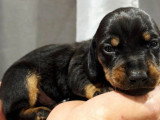 4 chiots Teckel Nain mâles non LOF nés en juin 2026 à réserver
