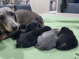 4 chiots Teckel Nain mâles non LOF nés en juin 2026 à réserver
