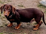 4 chiots Teckel Nain mâles non LOF nés en juin 2026 à réserver