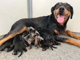 Saphira et ses bébés