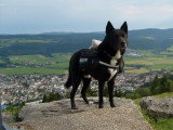 Mâle croisé Akita cherche femelle pour saillie