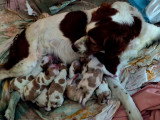 Chiots Épagneul Breton à réserver