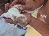 Chiots Épagneul Breton à réserver