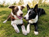 Deux chiots Border Collie mâles LOF nés en décembre 2025 à vendre