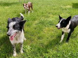 Deux chiots Border Collie mâles LOF nés en décembre 2025 à vendre