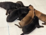 Chiots Malinois à vendre