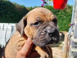 Chiots Cane Corso à vendre