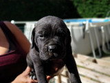 Chiots Cane Corso à vendre