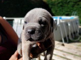 Chiots Cane Corso à vendre