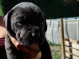 Chiots Cane Corso à vendre