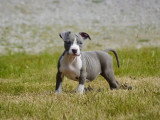 9 chiots American Staffordshire Terrier LOF mars 2026 en vente