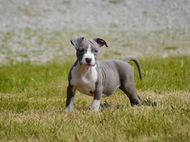 9 chiots American Staffordshire Terrier LOF mars 2026 en vente