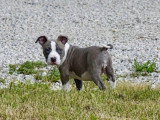 9 chiots American Staffordshire Terrier LOF mars 2026 en vente