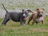 9 chiots American Staffordshire Terrier LOF mars 2026 en vente
