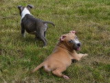 9 chiots American Staffordshire Terrier LOF mars 2026 en vente