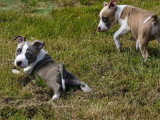 9 chiots American Staffordshire Terrier LOF mars 2026 en vente