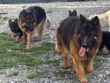 6 chiots Berger Allemand Poil Long non LOF d'avril 2026 à vendre