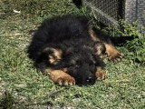 6 chiots Berger Allemand Poil Long non LOF d'avril 2026 à vendre