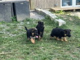 6 chiots Berger Allemand Poil Long non LOF d'avril 2026 à vendre