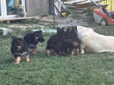 6 chiots Berger Allemand Poil Long non LOF d'avril 2026 à vendre