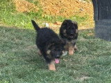 6 chiots Berger Allemand Poil Long non LOF d'avril 2026 à vendre