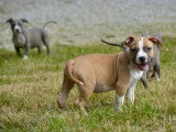 6 chiots American Staffordshire Terrier LOF à vendre, nés en mars 2026