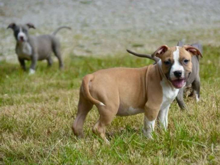6 chiots American Staffordshire Terrier LOF à vendre, nés en mars 2026