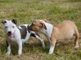 6 chiots American Staffordshire Terrier LOF à vendre, nés en mars 2026